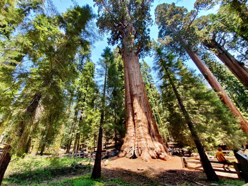 Sequoia National Park rondreis