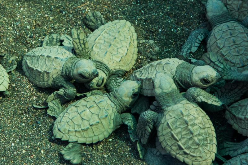 Schildpadden Costa Rica rondreis