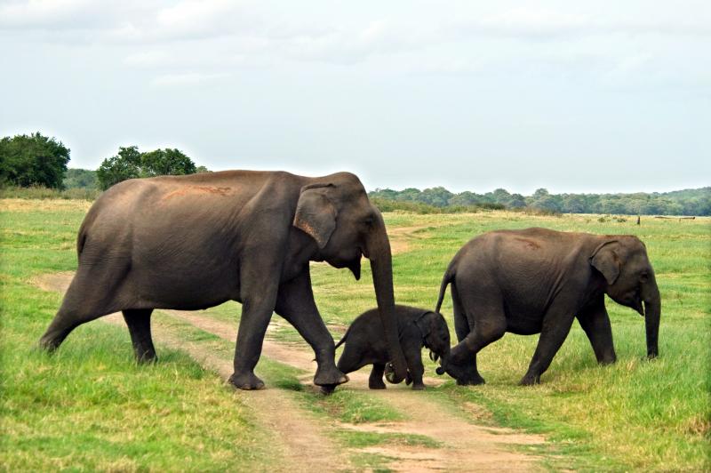 Sri Lanka olifanten